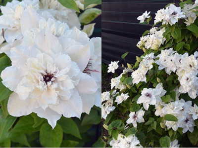 Клематис Фёст Лайт Р9