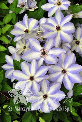 Клематис Иван Олссон Р9