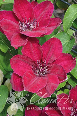 Клематис Зося Р9