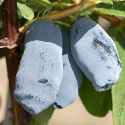 Жимолость съедобная Крупноплодная Р9