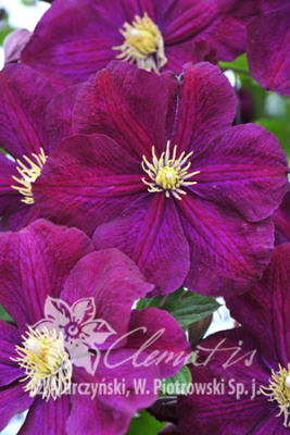 Клематис Славянка Р9