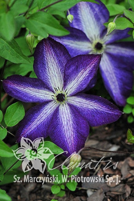 Клематис Веноза Виолацеа Р9