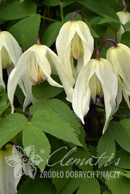 Клематис Лемон Бьюти С2
