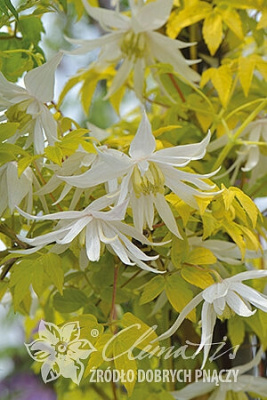 Клематис Люминоус Сноу С2