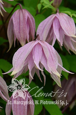 Клематис Пинк Дрим С2