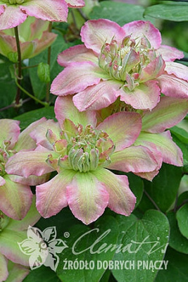 Клематис Писташио Кейк С2