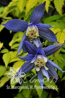 Клематис Стольвайк Голд С2