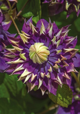 Клематис Тайга С2