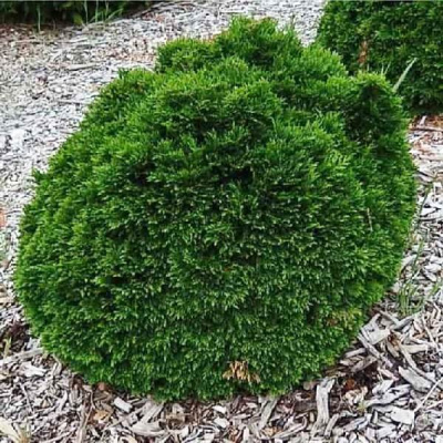 Кипарисовик Лавсона Грин Глоуб С3