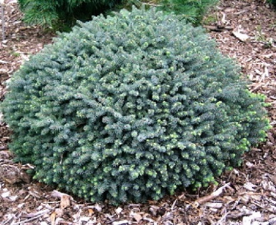 Ель черная Нана С3 25-30cm