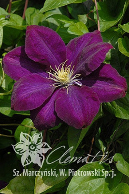Клематис Монте Кассино Р9