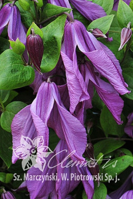 Клематис Память Сердца Р9