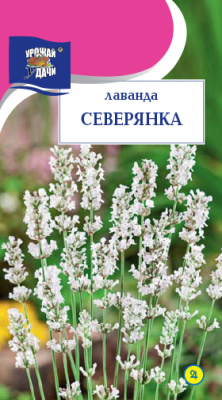 Лаванда Северянка 5шт