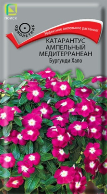 цКатарантус Медитерранеан Бургунди Хало амп. 10шт