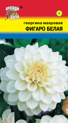цГеоргина Фигаро белая 0,05г