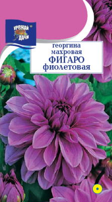 цГеоргина Фигаро фиолетовая 0,05г
