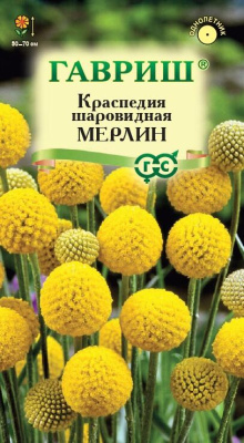 Краспедия Мерлин шаровидная 5шт