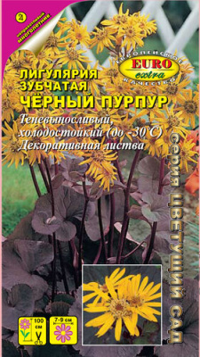 цЛигулярия Чёрный пурпур (Бузульник)