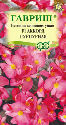 цБегония Аккорд пурпурная 4шт вечноцв.