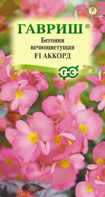 Бегония Аккорд 4шт вечноцв.