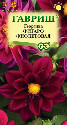 Георгина Фигаро фиолетовая 7шт