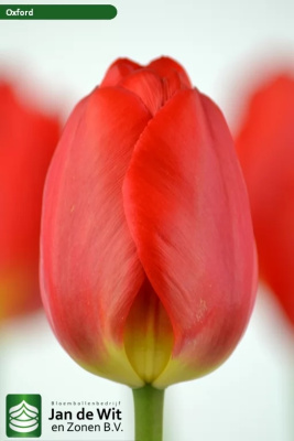 Тюльпан Оксфорд (7 шт)