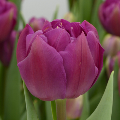 Тюльпан Респектабл (7 шт)