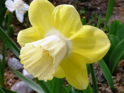 Нарцисс Дэйдрим (5 шт)