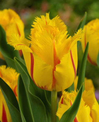 Тюльпан Фламенко (7 шт)