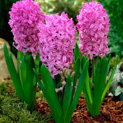 Гиацинт Анна Лиза (3 шт)