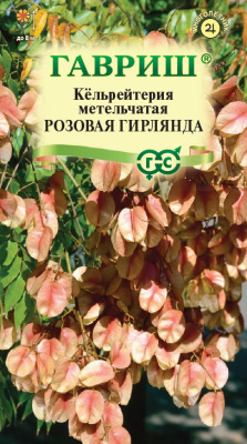 Кёльрейтерия Розовая гирлянда 10 шт