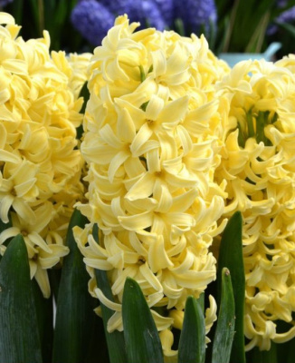 Гиацинт Йеллоу стоун (3 шт)