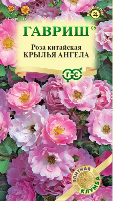 Роза Крылья ангела 5шт Элитная клумба