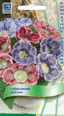 Глоксиния Жаклин 5шт