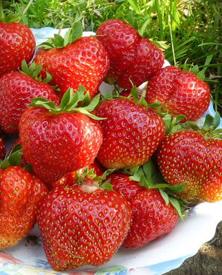 Земляника Дочь Берегини, среднепоздний (40 шт)