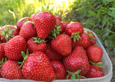 Земляника Бьюти (40 шт)