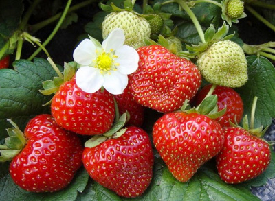 Земляника Верити, среднепоздний (40 шт)