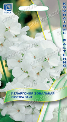 Пеларгония Люстра вайт 5шт