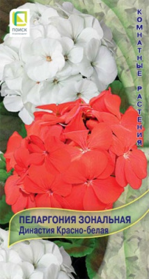Пеларгония Династия красно-белая 5шт