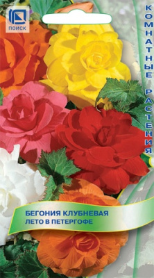 Бегония Лето в Петергофе 15шт