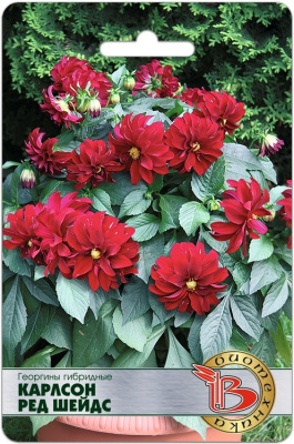 Георгина Карлсон Ред шейдс 10шт