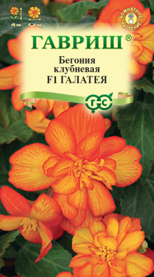 Бегония Галатея клубн. 4шт
