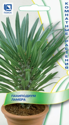 Пахиподиум Ламера 3шт