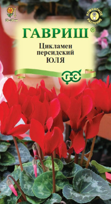 Цикламен Юля 3шт