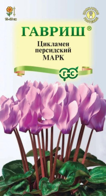 Цикламен Марк 3 шт