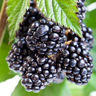 Ежевика Аучита