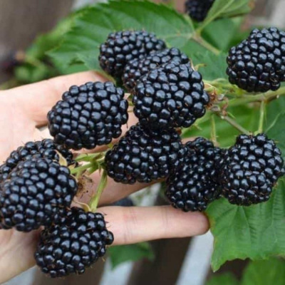 Ежевика Джамбо