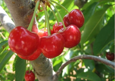 Вишня Булатниковская