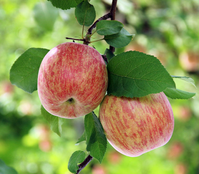 Яблоня Осеннее Полосатое