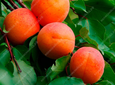 Абрикос Графиня